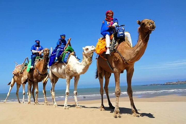 Discover the Magic of Camel Riding in Taghazout and tamraght